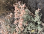 Eriogonum wrightii image