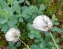Eriophorum angustifolium image