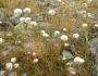 Eriophorum virginicum image
