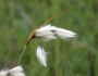Eriophorum viridicarinatum image