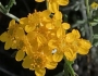 Eriophyllum confertiflorum image