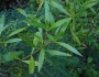 Ernodea littoralis image