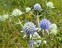 Eryngium aquaticum image