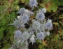 Eryngium planum image