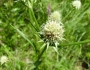 Eryngium yuccifolium image