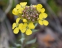 Erysimum asperum image