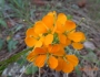 Erysimum capitatum image