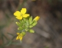 Erysimum suffrutescens image