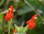 Erythranthe cardinalis image