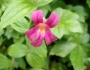Erythranthe lewisii image