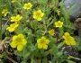 Erythranthe moschata image