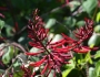 Erythrina herbacea image