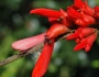 Erythrina humeana image