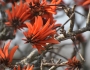 Erythrina lysistemon image