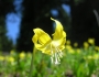 Erythronium grandiflorum image