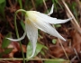Erythronium oregonum image