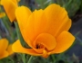 Eschscholzia caespitosa image