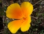 Eschscholzia californica image