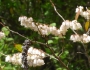 Eubotrys racemosa image