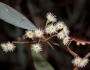 Eucalyptus largiflorens image