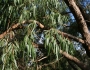 Eucalyptus viminalis image