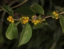 Eugenia axillaris image