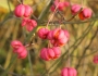 Euonymus europaeus image