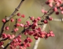 Euonymus hamiltonianus image