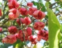 Euonymus maackii image