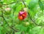 Euonymus sachalinensis image