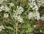 Eupatorium altissimum image