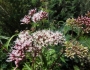 Eupatorium cannabinum image