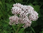 Eupatorium lindleyanum image