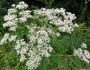 Eupatorium perfoliatum image