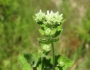Eupatorium rotundifolium image