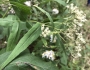 Eupatorium sessilifolium image