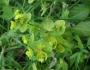 Euphorbia amygdaloides image