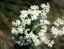 Euphorbia corollata image