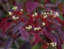 Euphorbia cotinifolia image