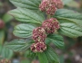 Euphorbia hirta image