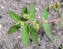 Euphorbia hypericifolia image