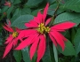 Euphorbia pulcherrima image