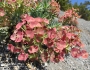 Euphorbia rigida image