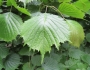 Euptelea polyandra image