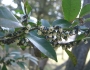 Eurya japonica image