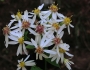 Eurybia divaricata image