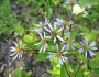 Eurybia macrophylla image