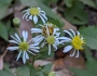 Eurybia radulina image