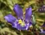 Eustoma exaltatum image