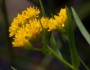 Euthamia caroliniana image